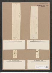 Pleurosigma angulatum var. delicatulum (W.Sm.) V.H. (de-Toni-Nr.: Genus 13, Species 1001) Zeichnungen Sammlung Grunow Nr. 2003 (NHMW-BOT-W0368850)